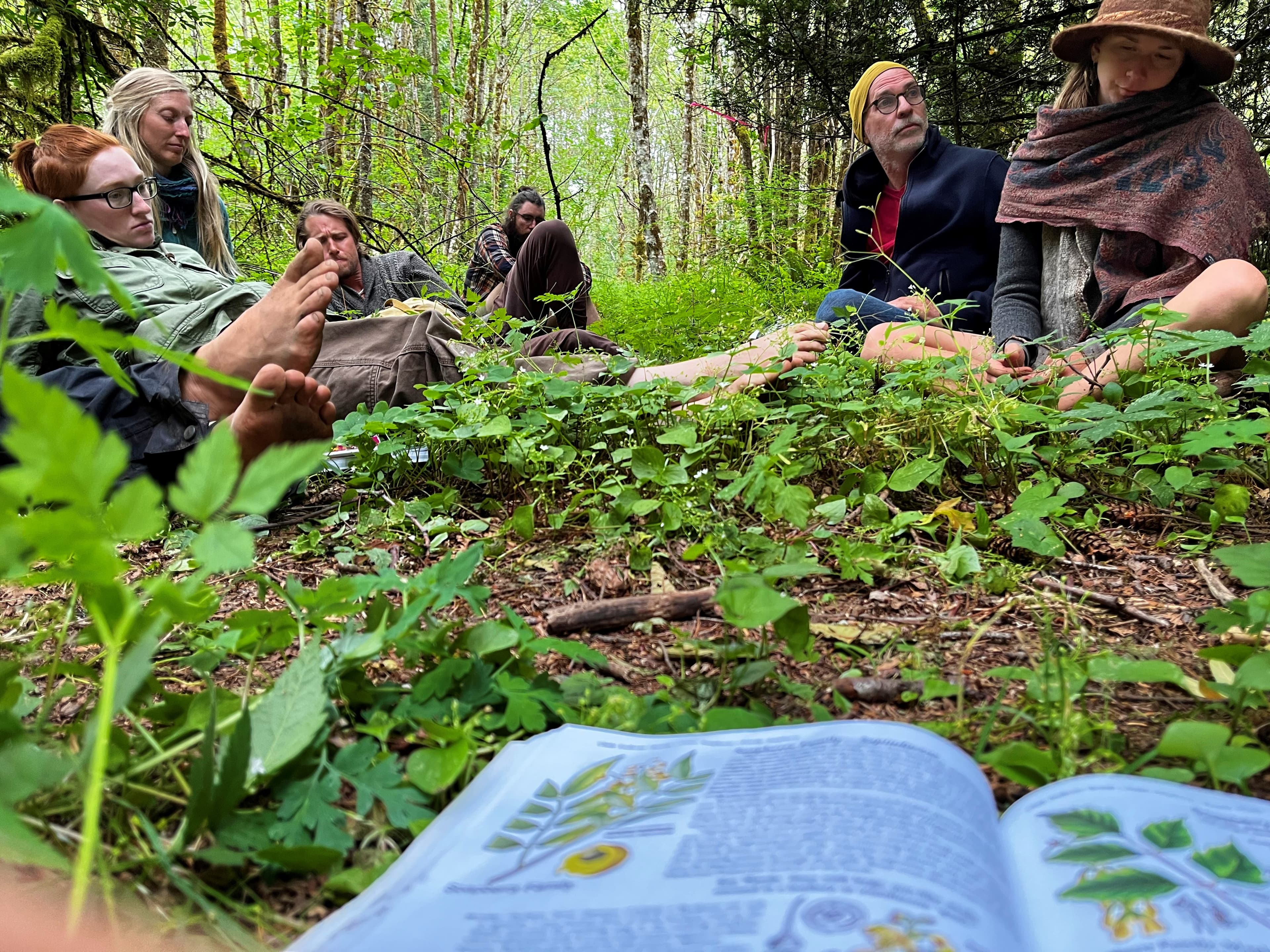 Beginner Plant Identification for Foragers